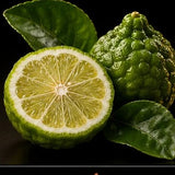Bergamot