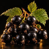 Black Currant