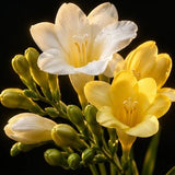 Freesia
