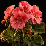 Geranium