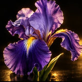 Iris