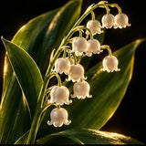 Lily-of-the-Valley