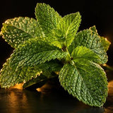 Mint