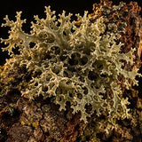oak moss