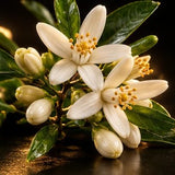 Orange Blossom