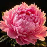 Peony