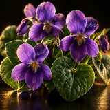 Violet