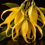 Ylang-Ylang